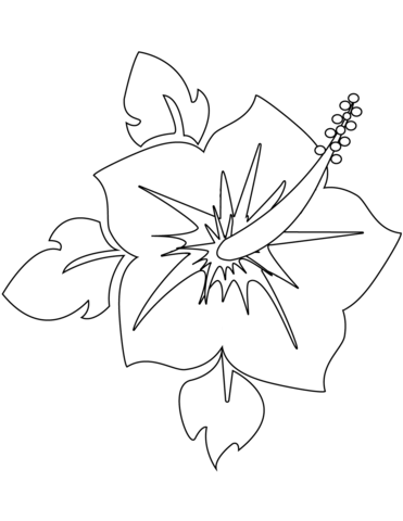 Blooming Hibiscus Flower  Coloring Page